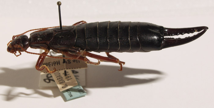 Image from Earwig Research Centre